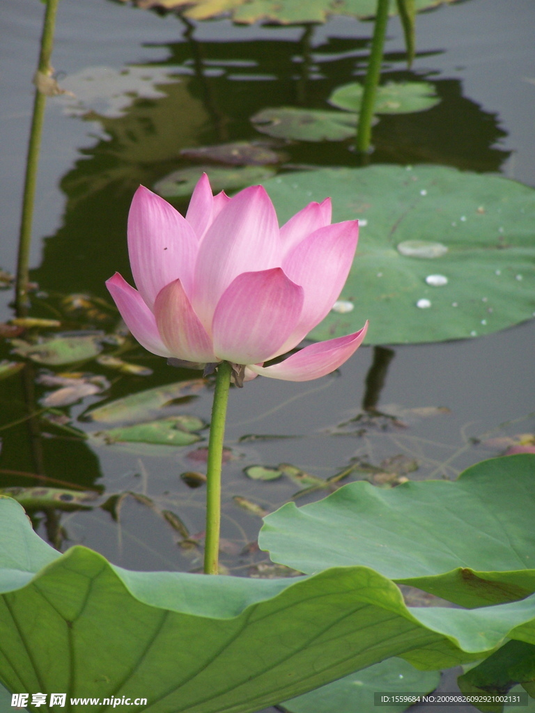 荷花