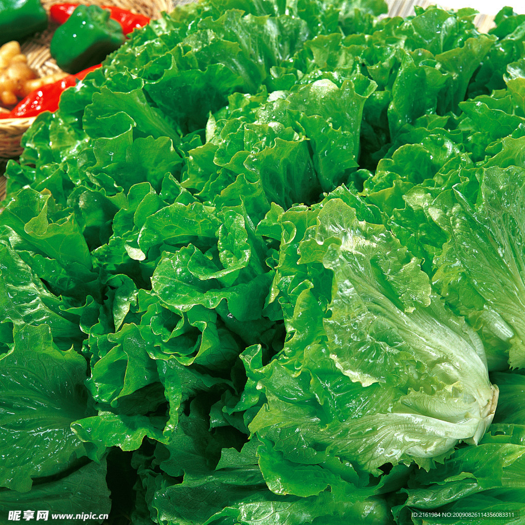 生菜