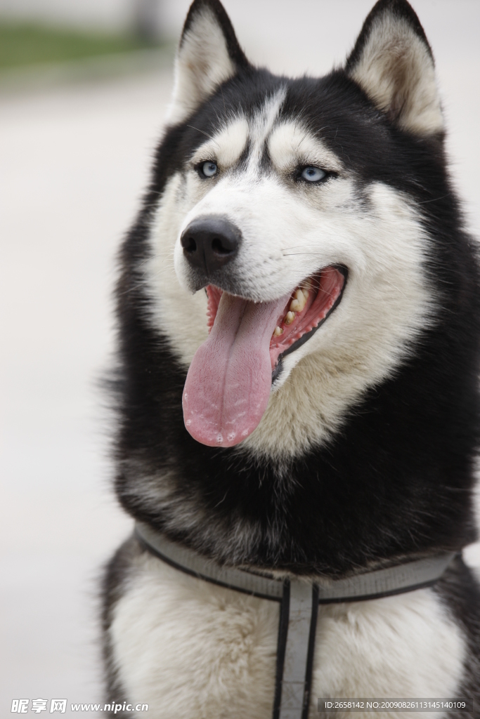导盲犬