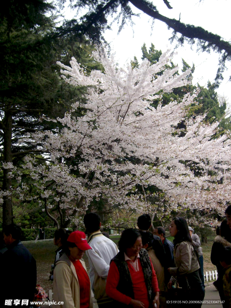 白色的花樱花 人群 树