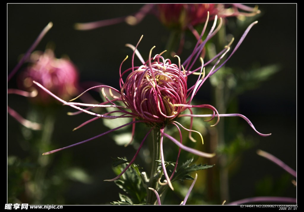 菊花