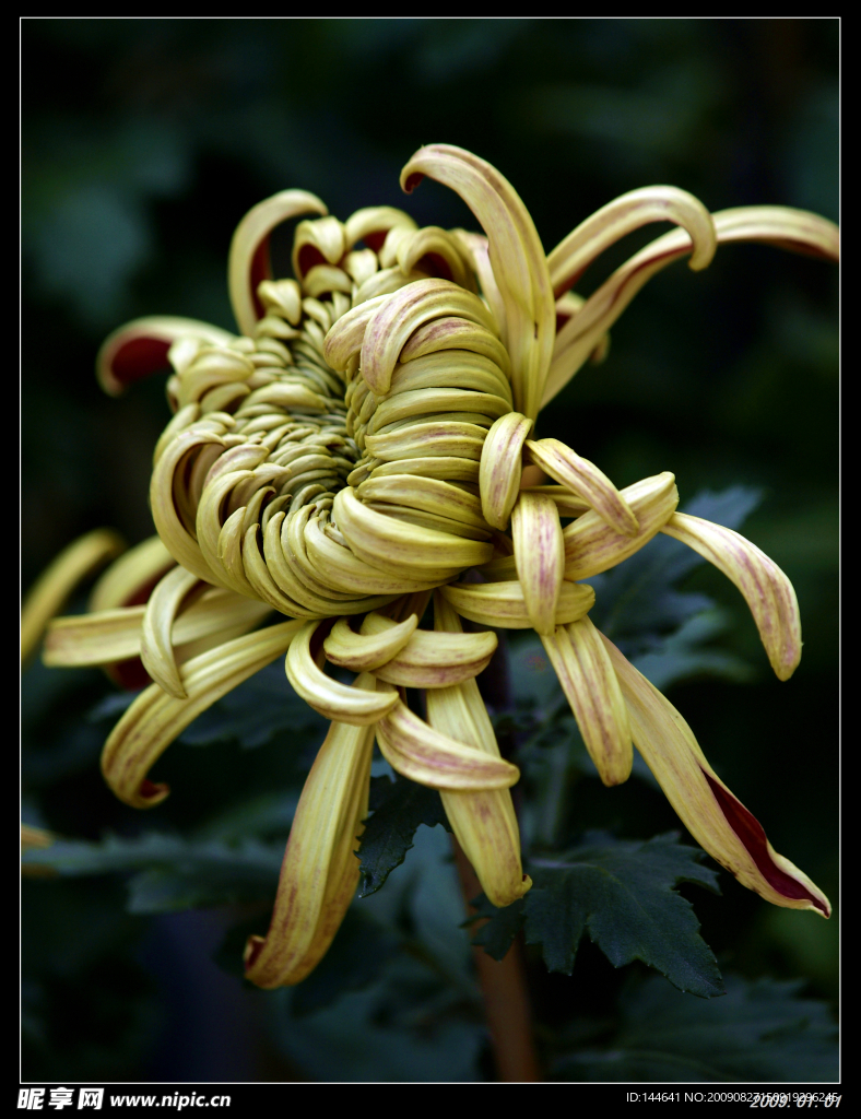 菊花