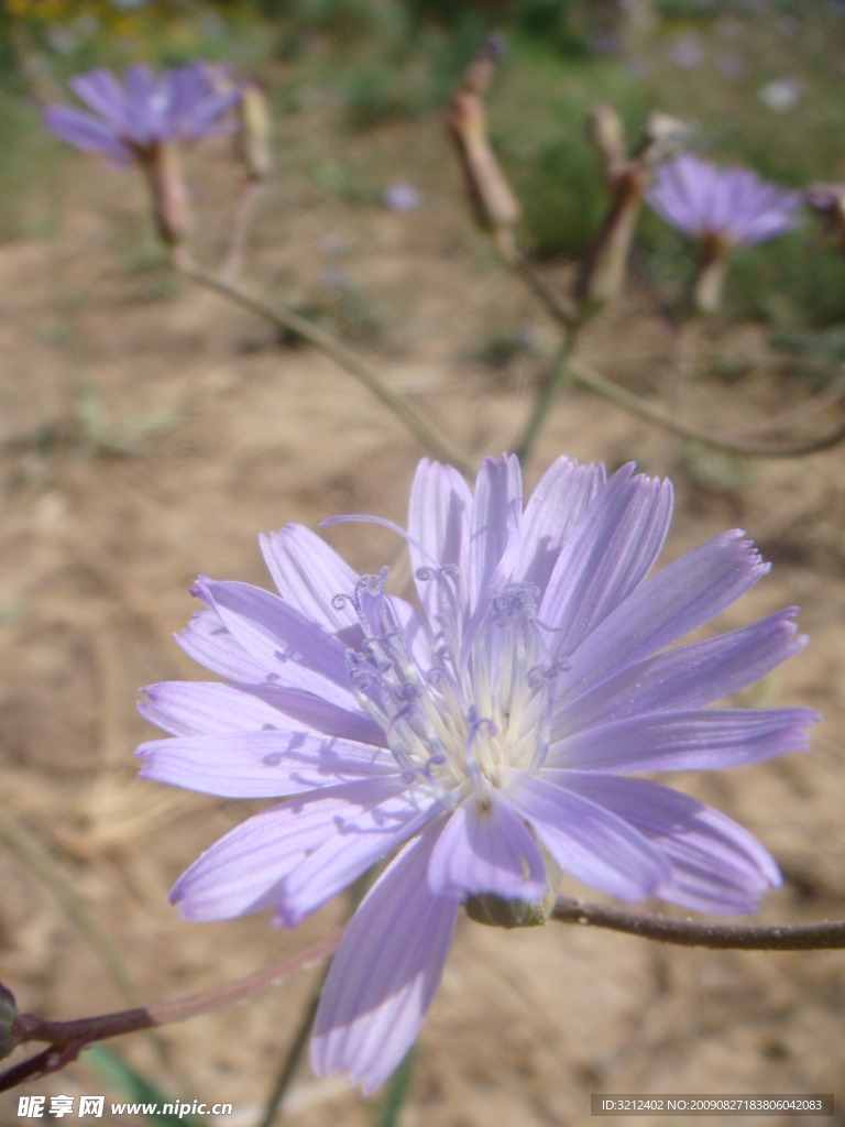 野菊花