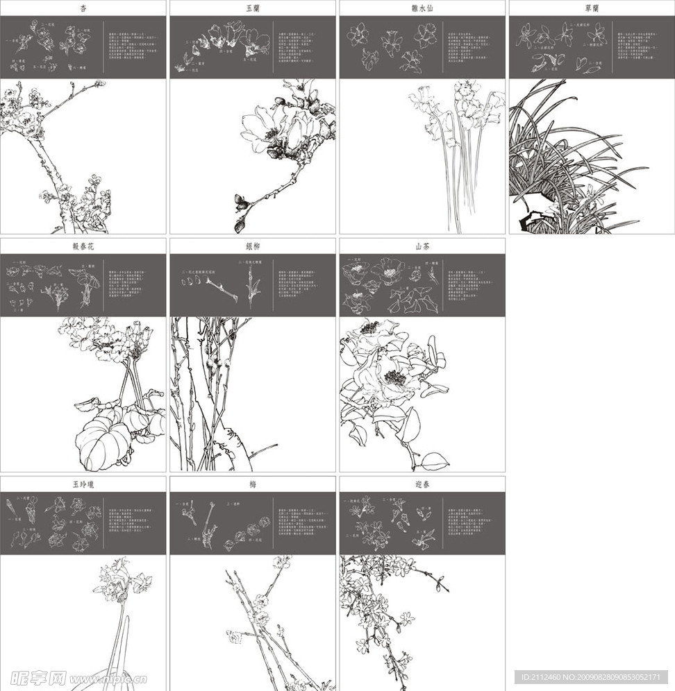 失量中国花贲国画梅花