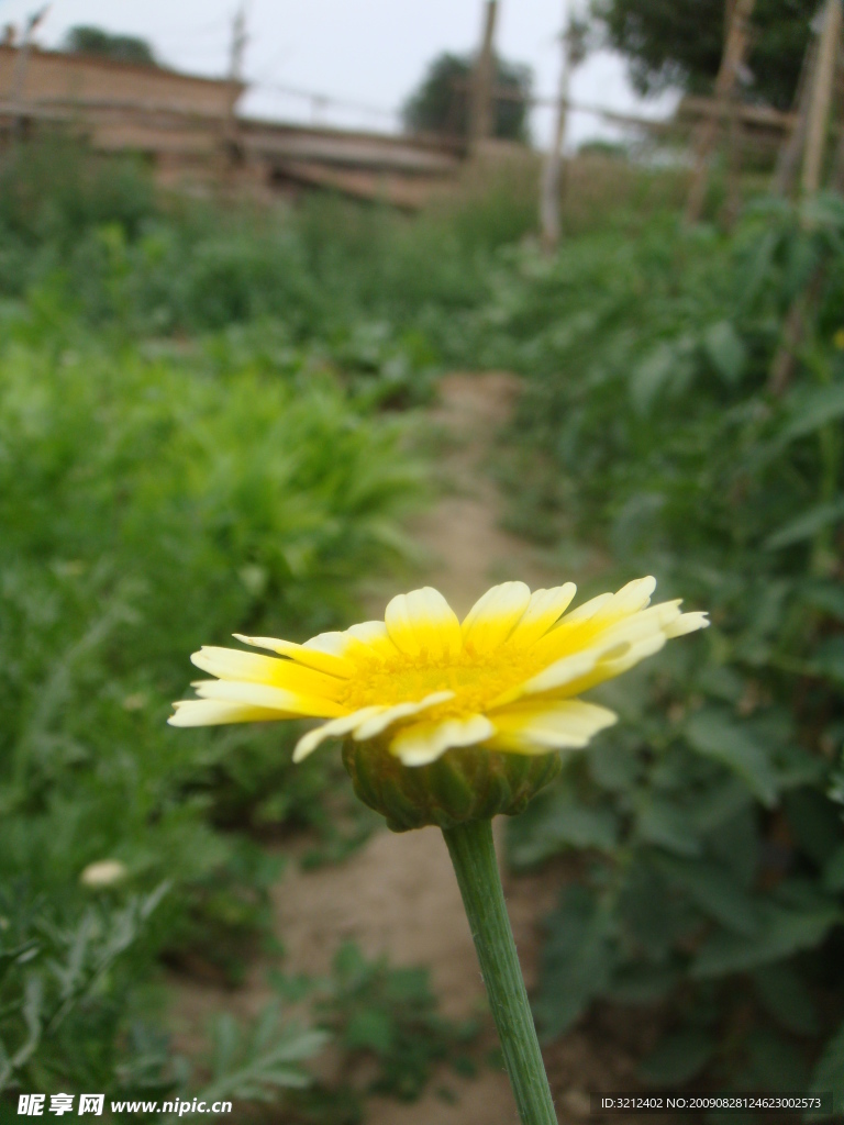 野菊花