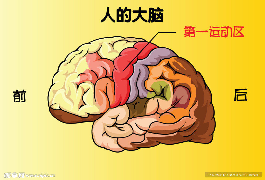 人的大脑