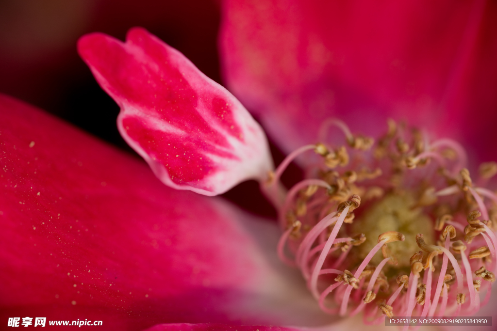 高清花蕊