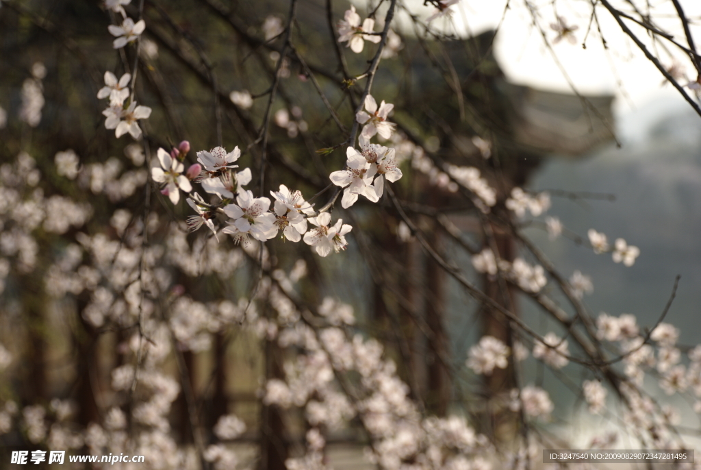 桃花