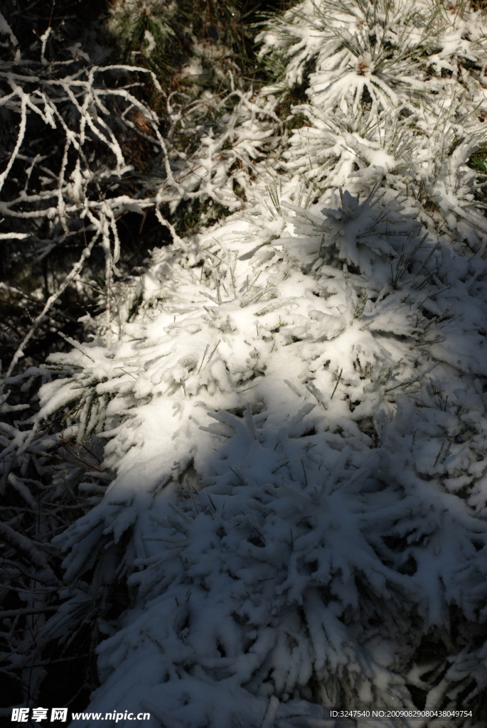 雪松
