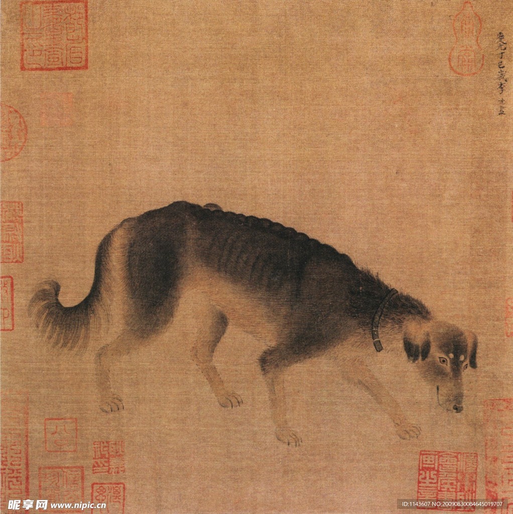 失落的狗