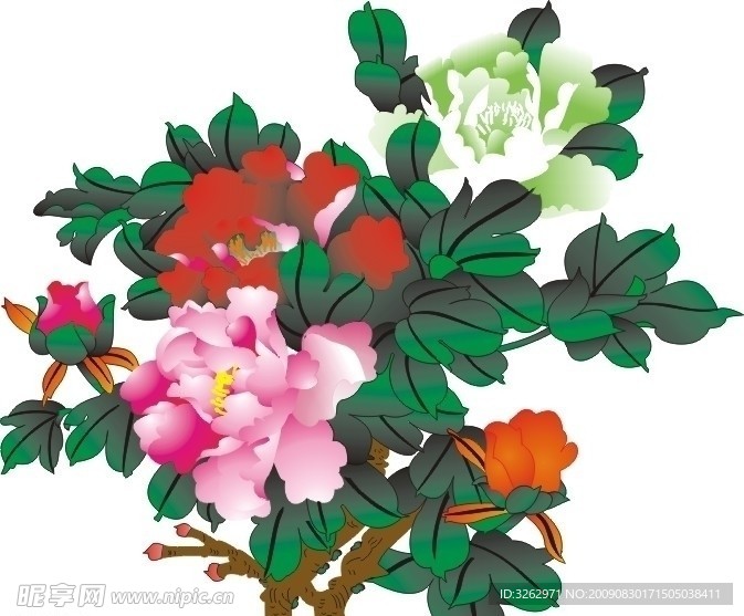 牡丹花