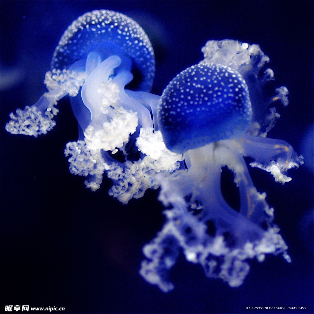 水母