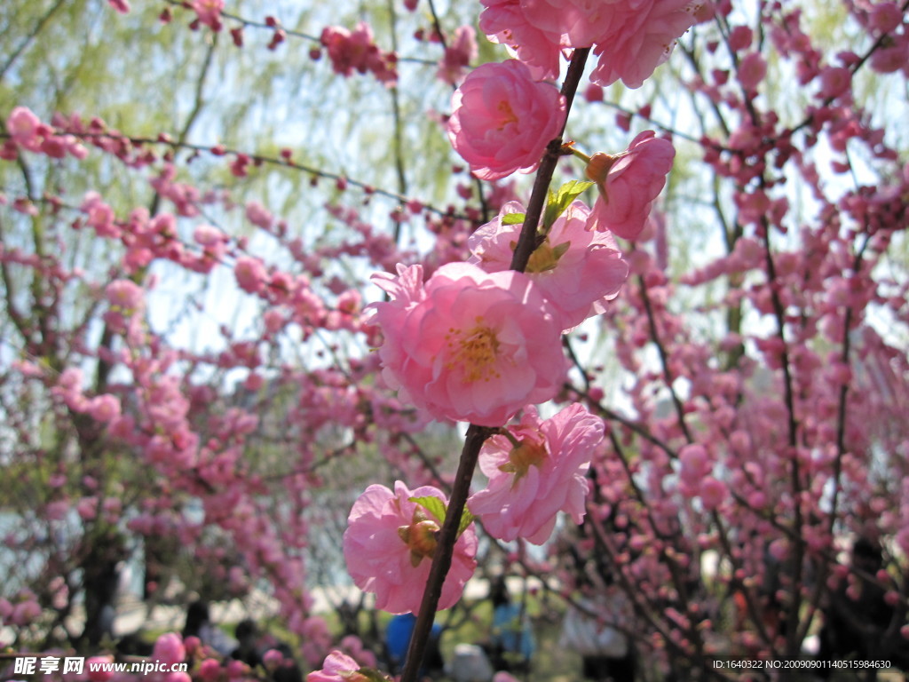 玉渊潭 樱花节