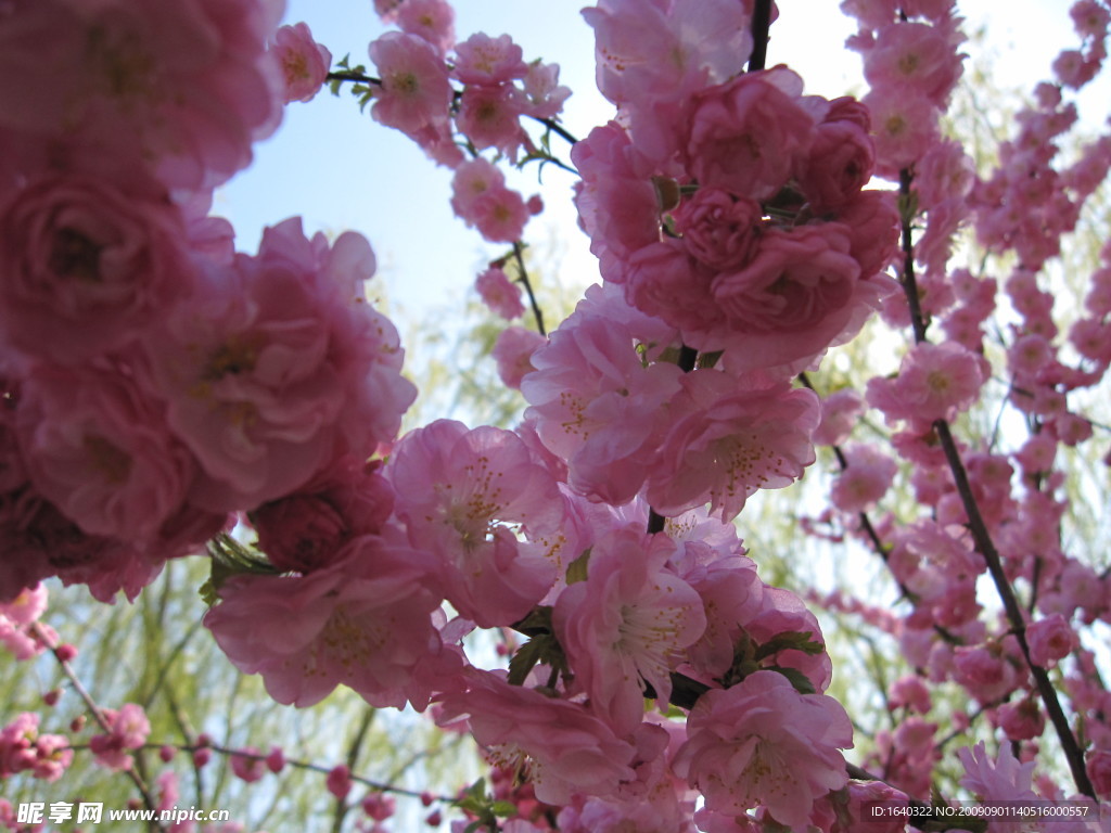 玉渊潭 樱花节