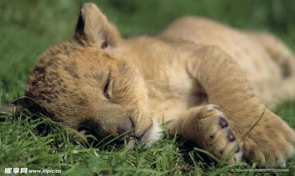 睡觉的小狮子
