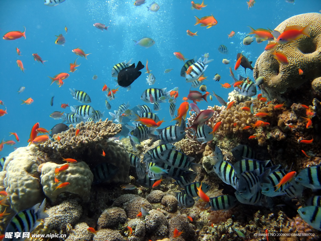 海底生物