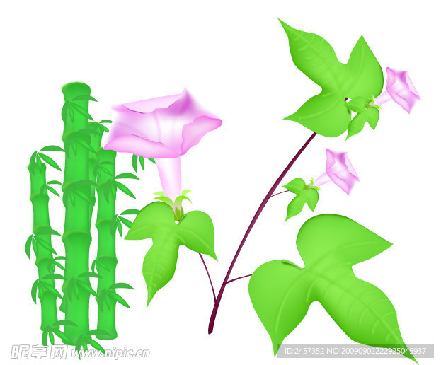 竹子花