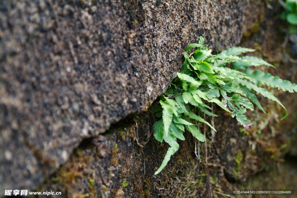 小草