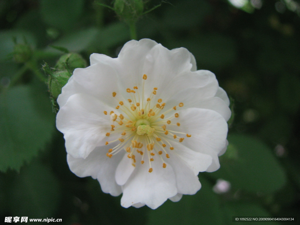 小白花