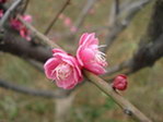 梅花