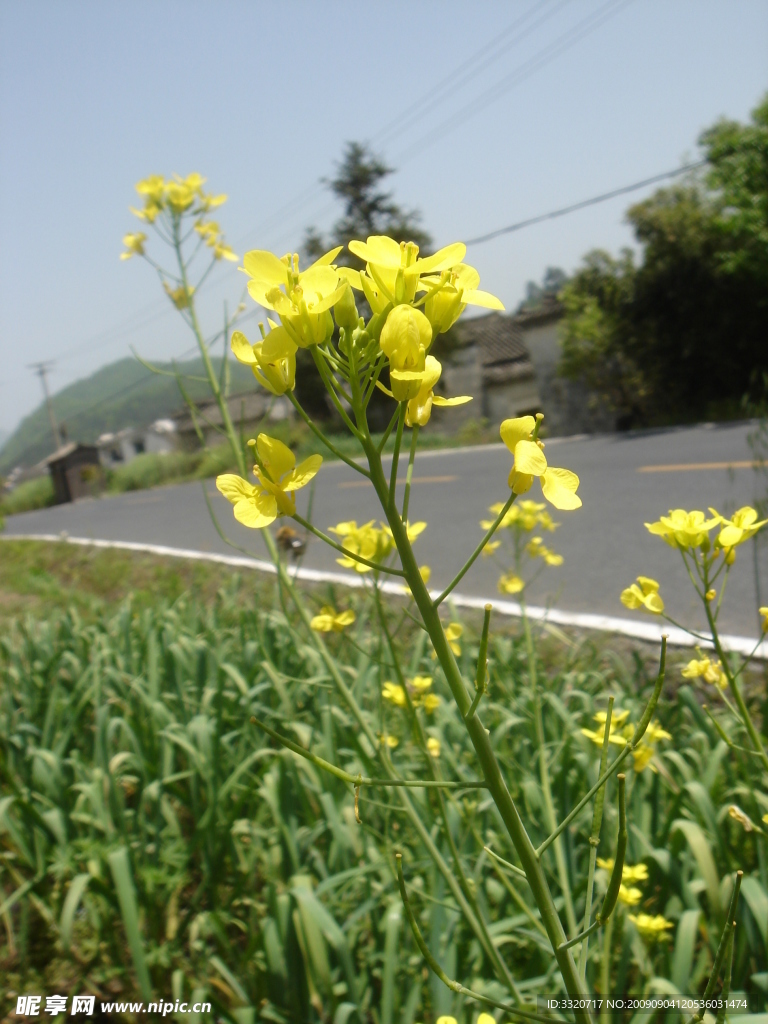 安徽 油菜花