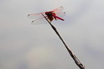 蜻蜓
