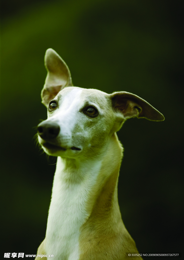 猎犬
