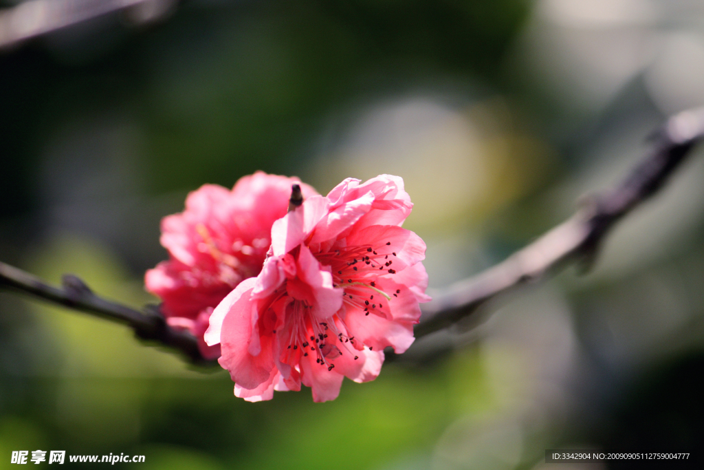 梅花