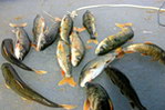 冬季青海湖面上湟魚