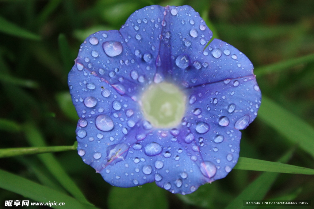 雨后的牵牛花