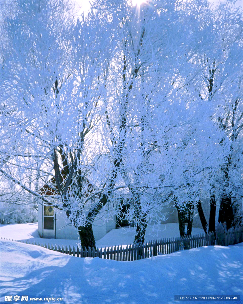 大雪 树 小屋