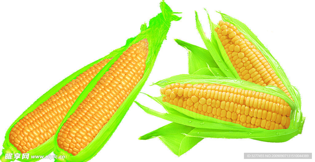 玉米