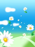 菊花 风景 天空