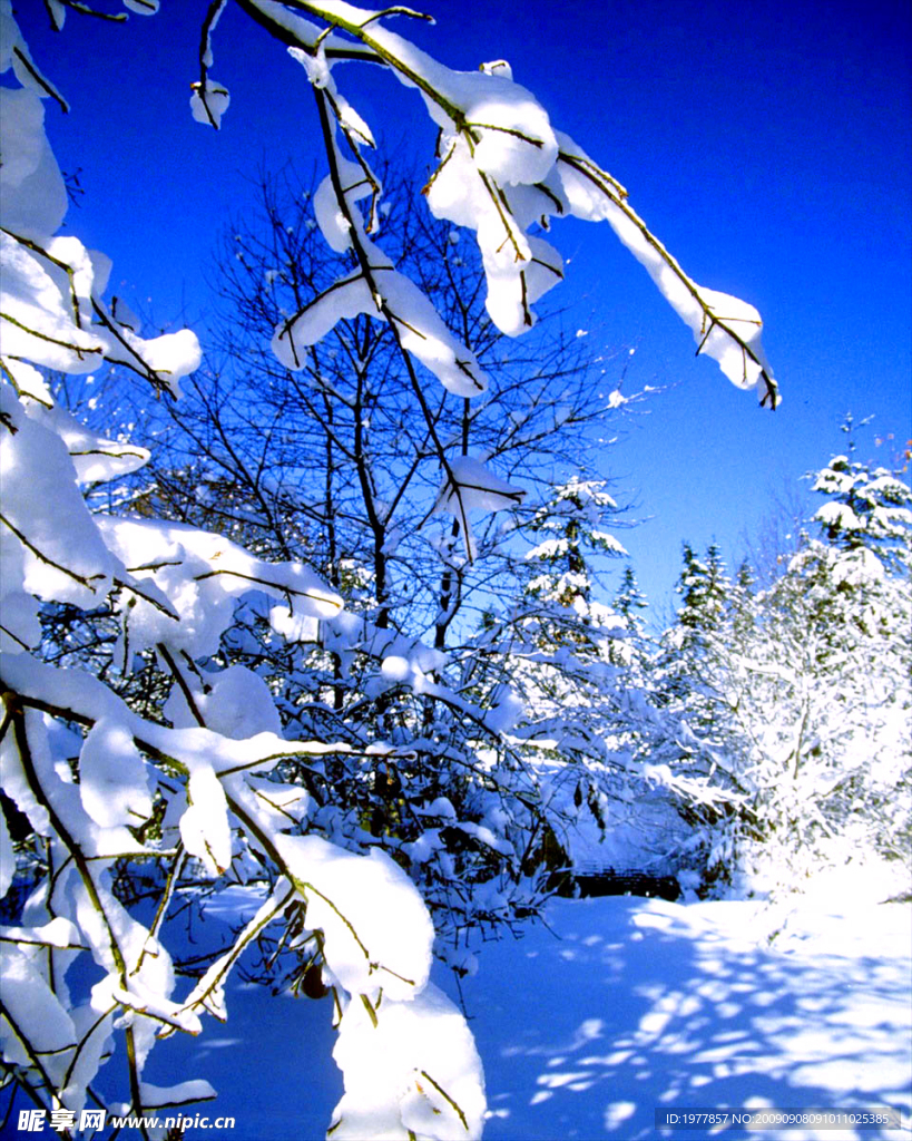 雪地 银装素裹 树枝