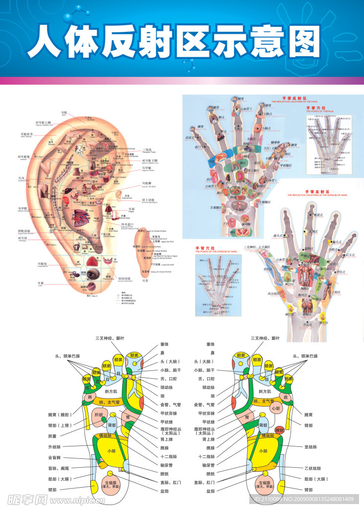 手 足 耳反射区示意图