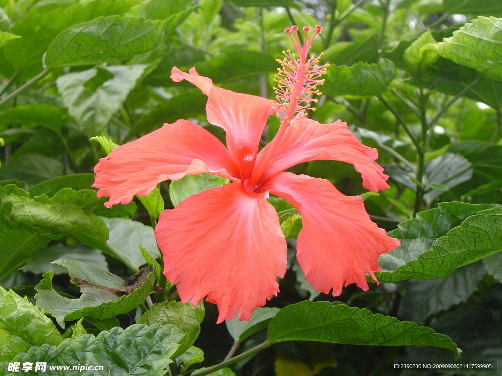 扶桑花 花卉 花草 花花世界 红花 万绿丛中一点红