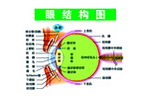 人眼近视 远视 散光 原理图