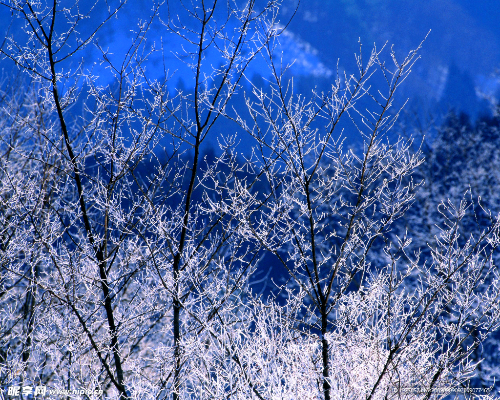 雪山小树