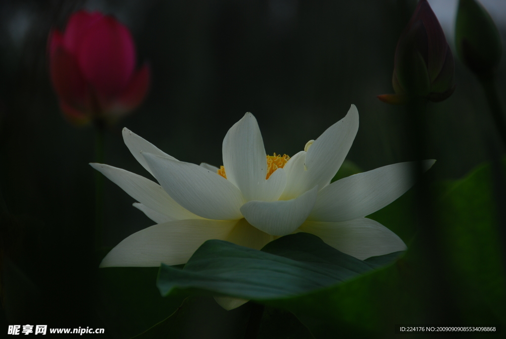 荷花
