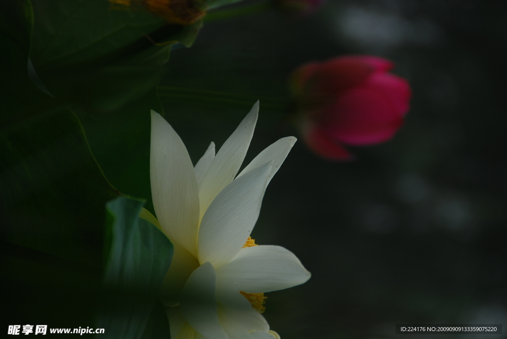 荷花