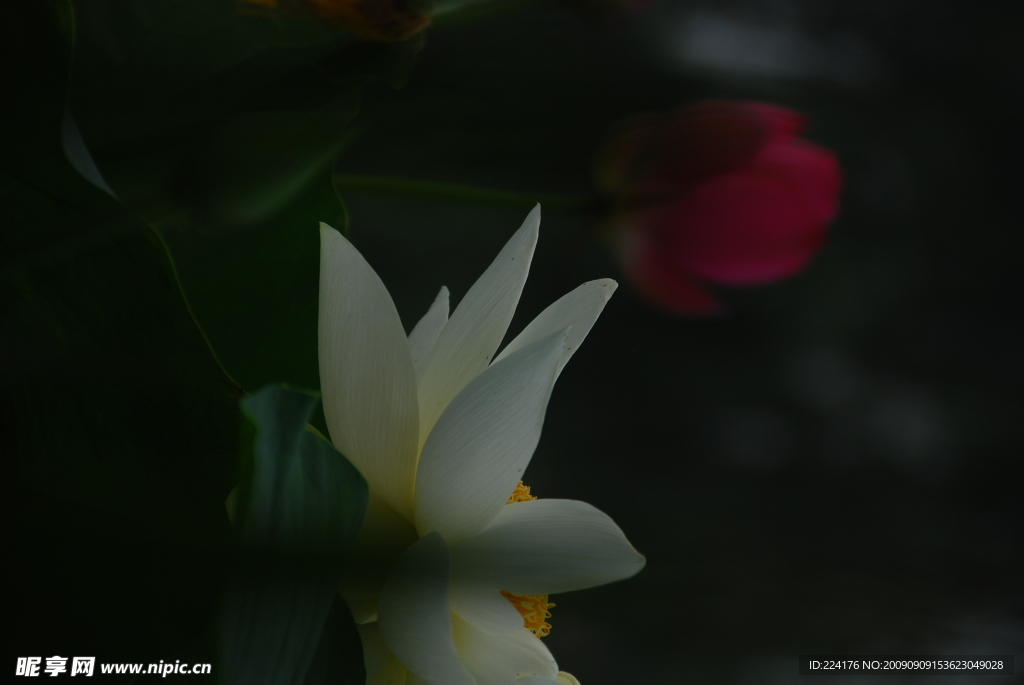 荷花