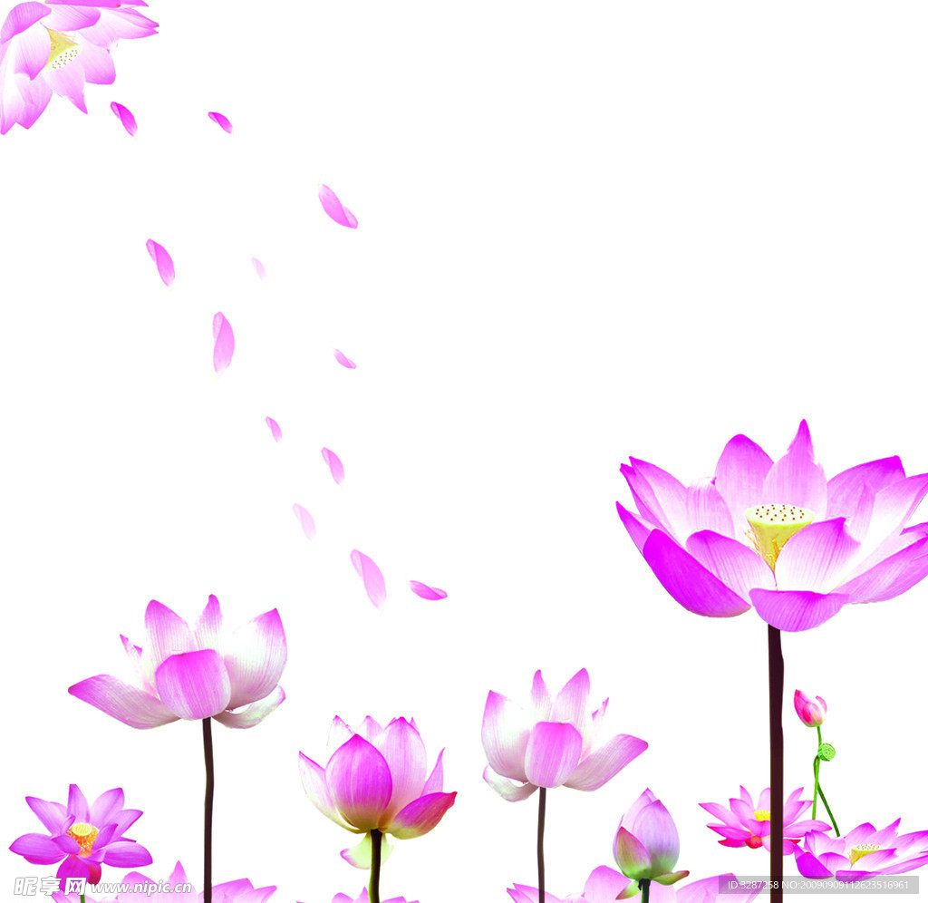 莲花(图层) PSD