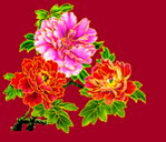 牡丹花