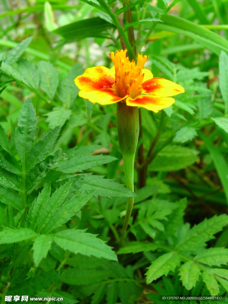 盛开的小花