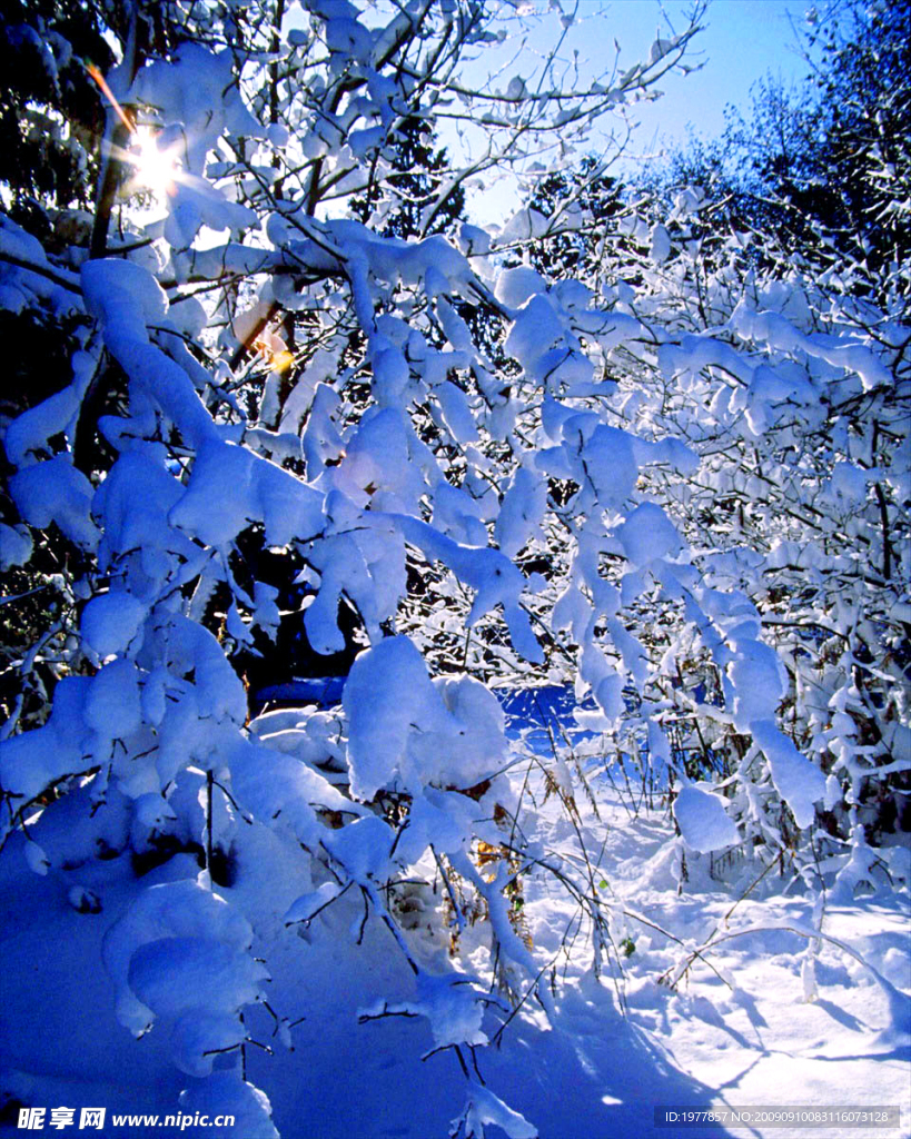 雪压枝头低