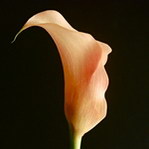 百合花