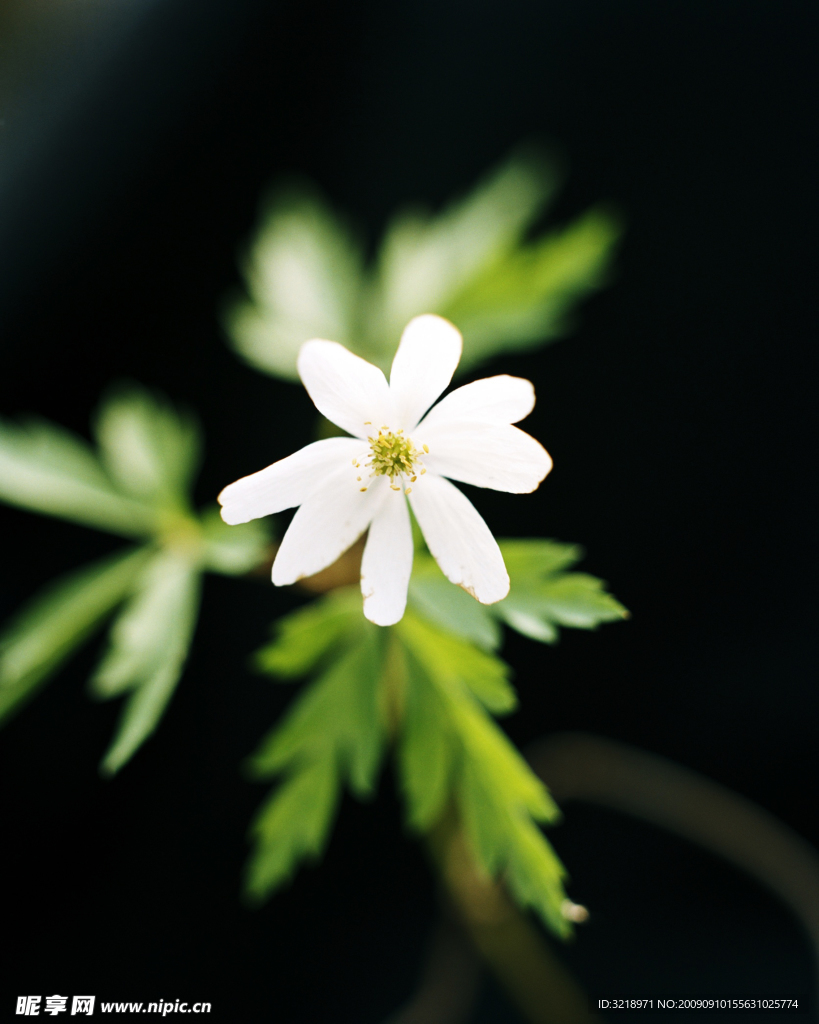 白色小花特写