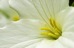 花蕊