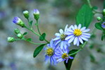 山菊