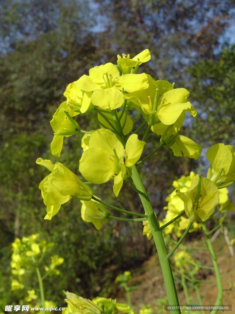 油菜花